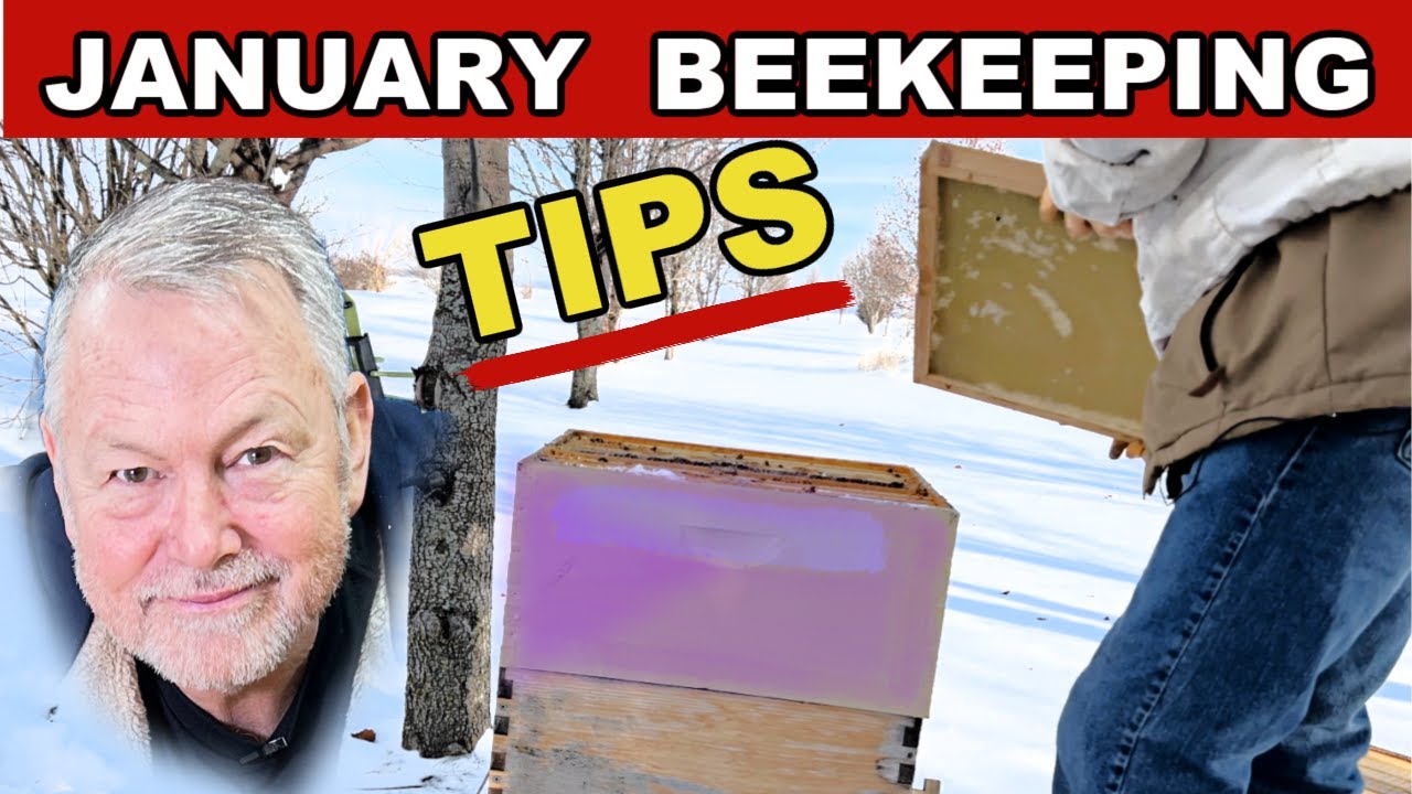 Beekeeping TIPS For The Cold Month Of JANUARY