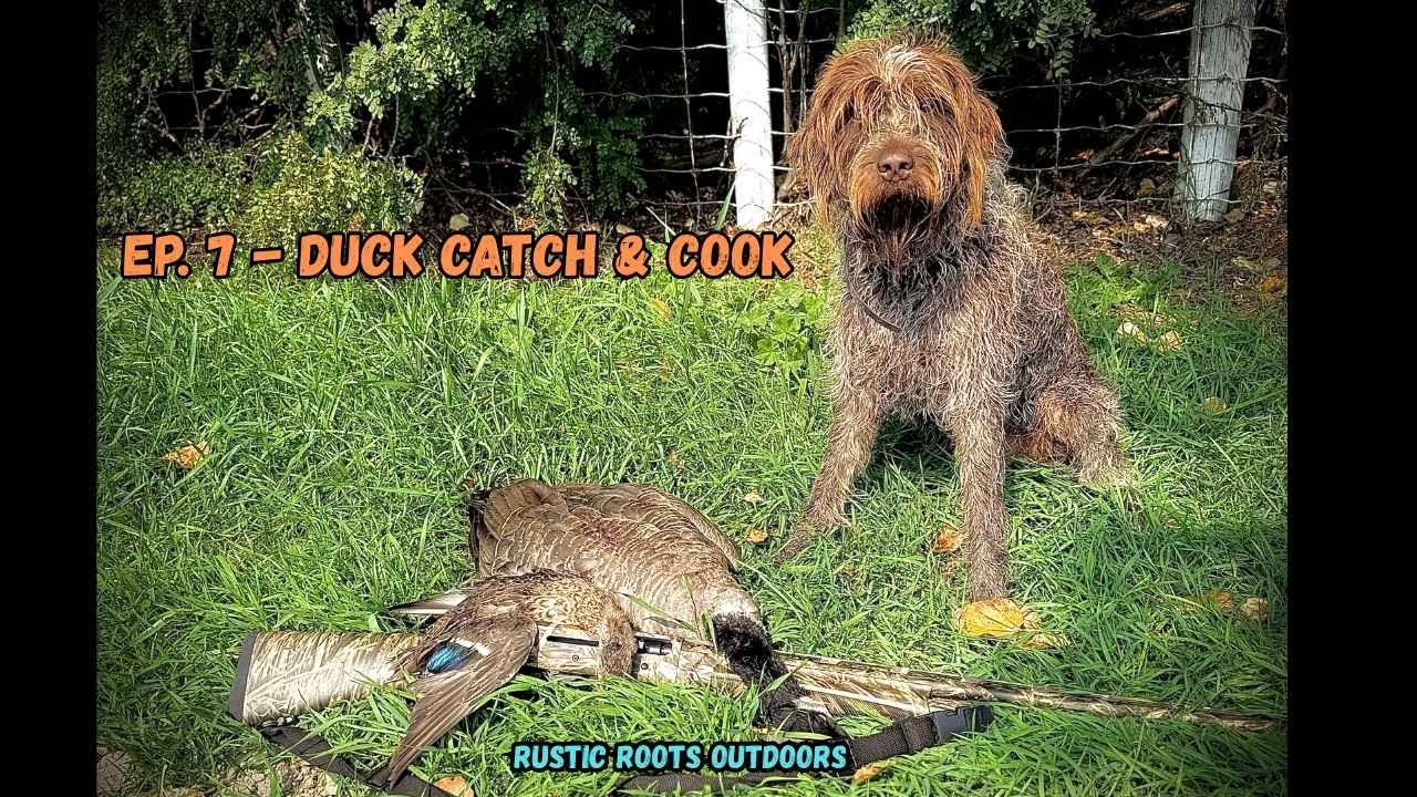 Goose Down! Wirehaired Griffon’s First Retrieve | Alberta Duck Catch and Cook