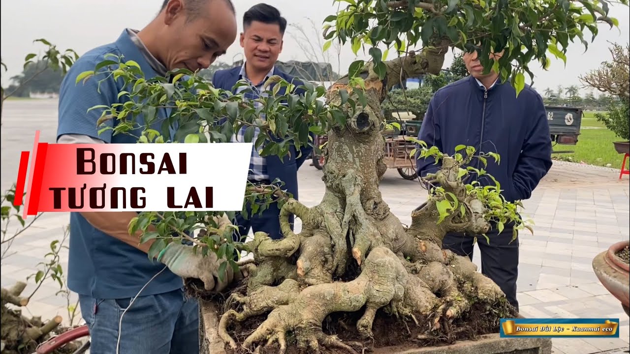 Bonsai tương lai toả sáng.