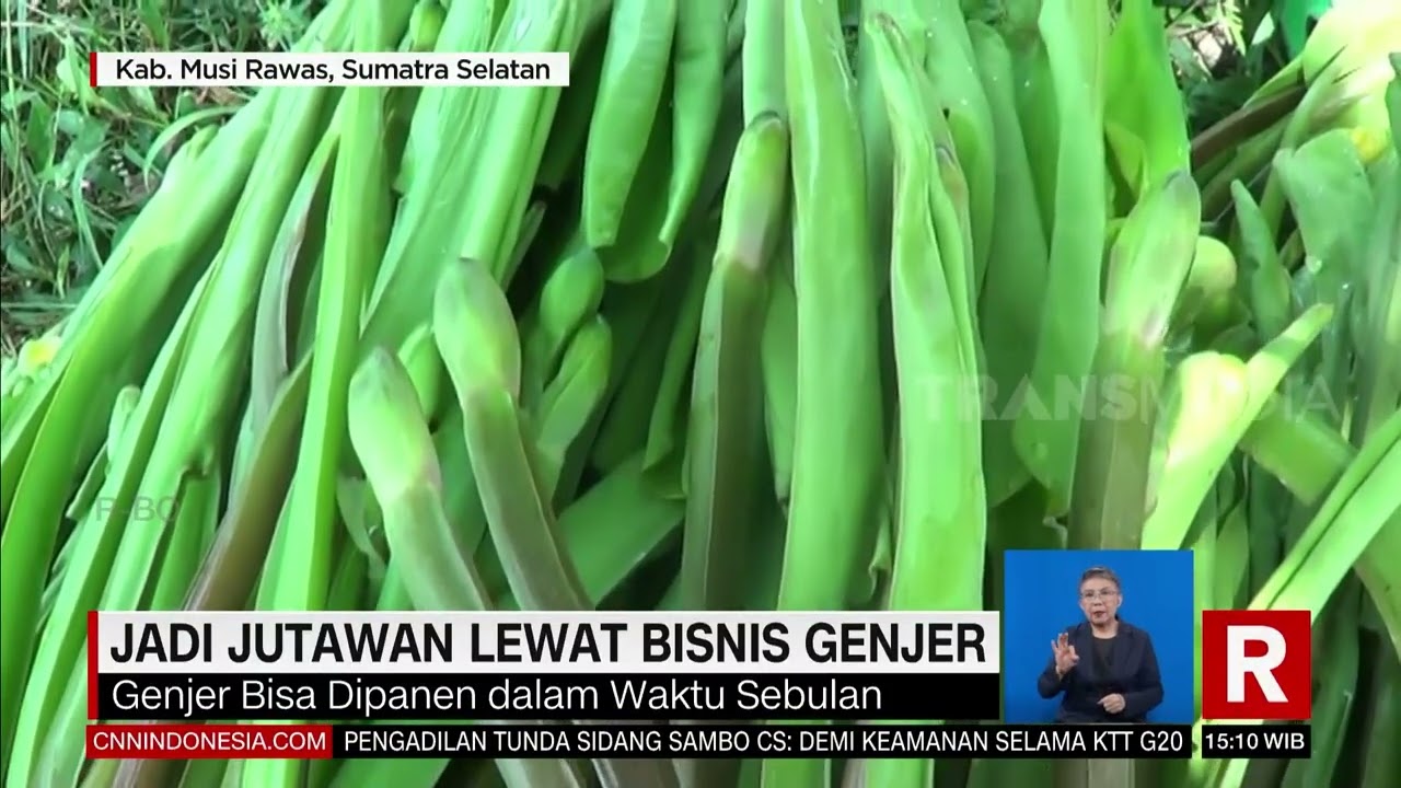 Jadi Jutawan Lewat Bisnis Genjer | REDAKSI PAGI (12/11/22)