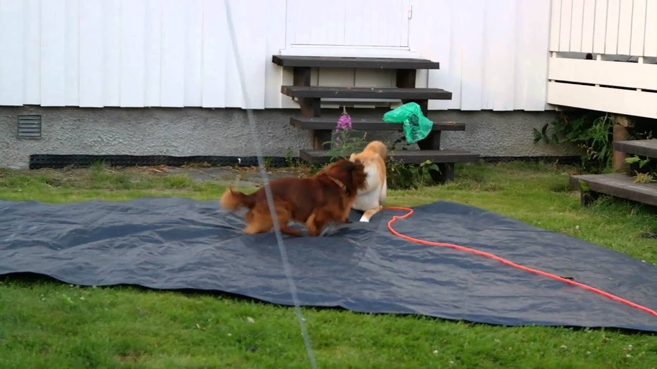 Playdate - Shiba & dvergdachs