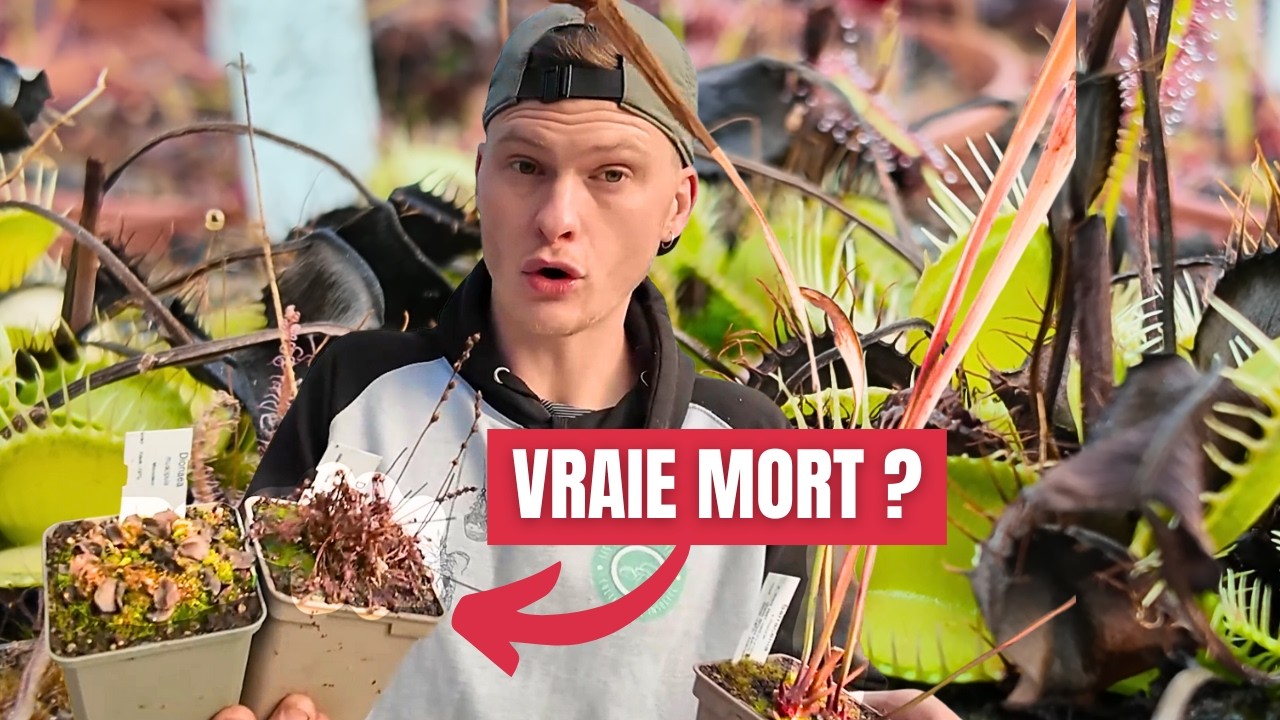 Plante Carnivore en hiver - Ca Fait Quoi ?! : Dormance normale ou Vraie MORT ? ☠️