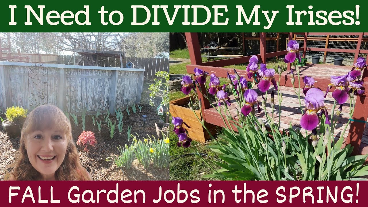 I Need to DIVIDE My Irises! - FALL Garden Jobs in the Spring (Results VID - Apr '23 - link below)