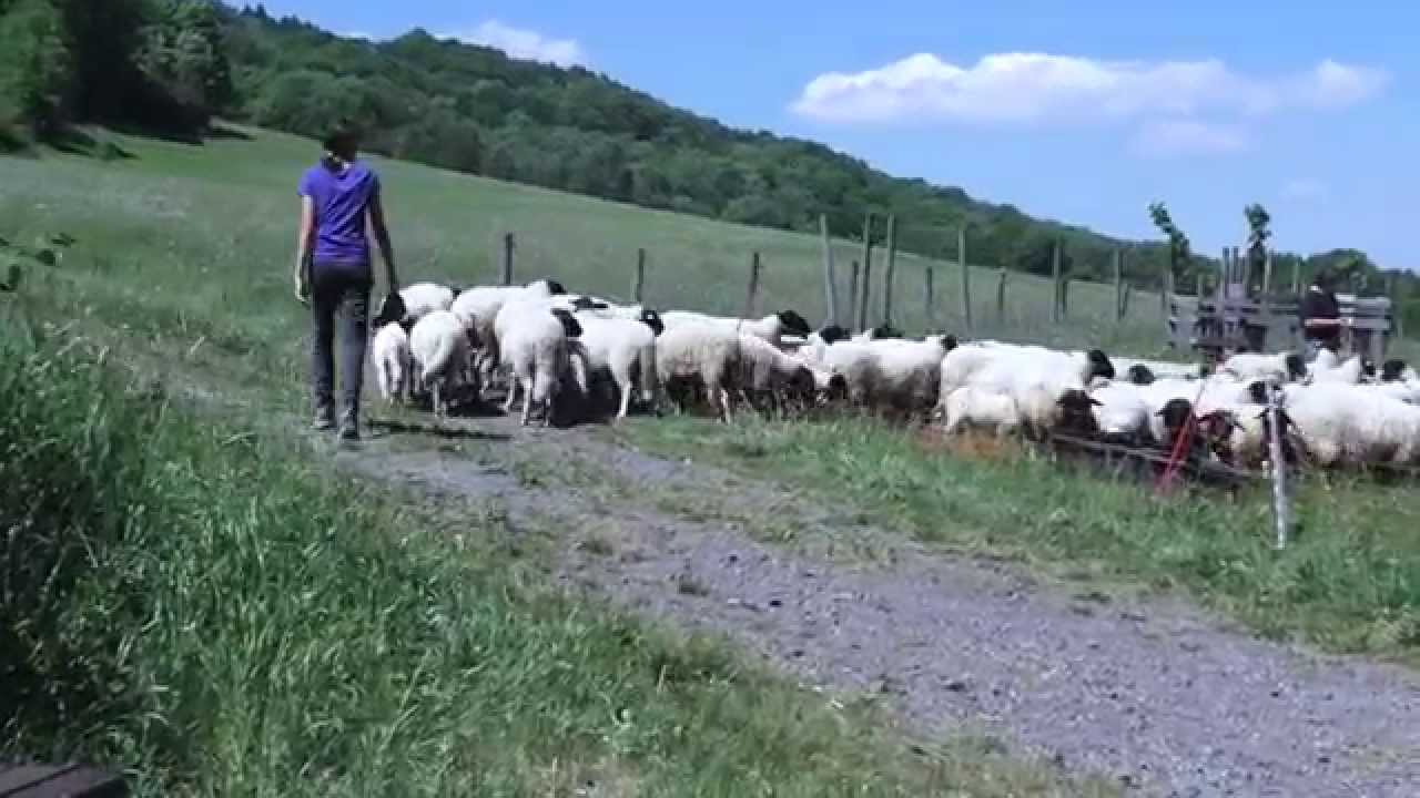 Rhönschafe auf Tour // Spiegelshof