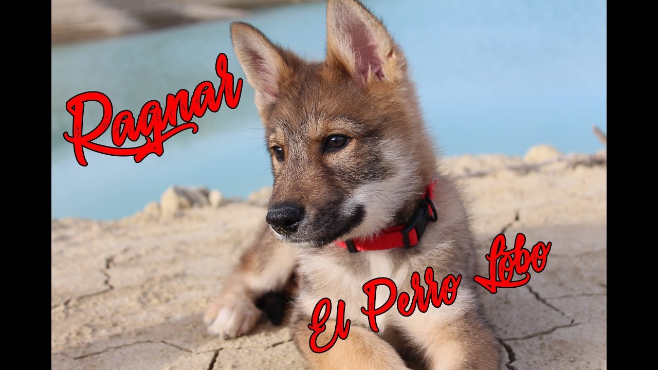 Ragnar 🐺 - Nuestro Perro Lobo