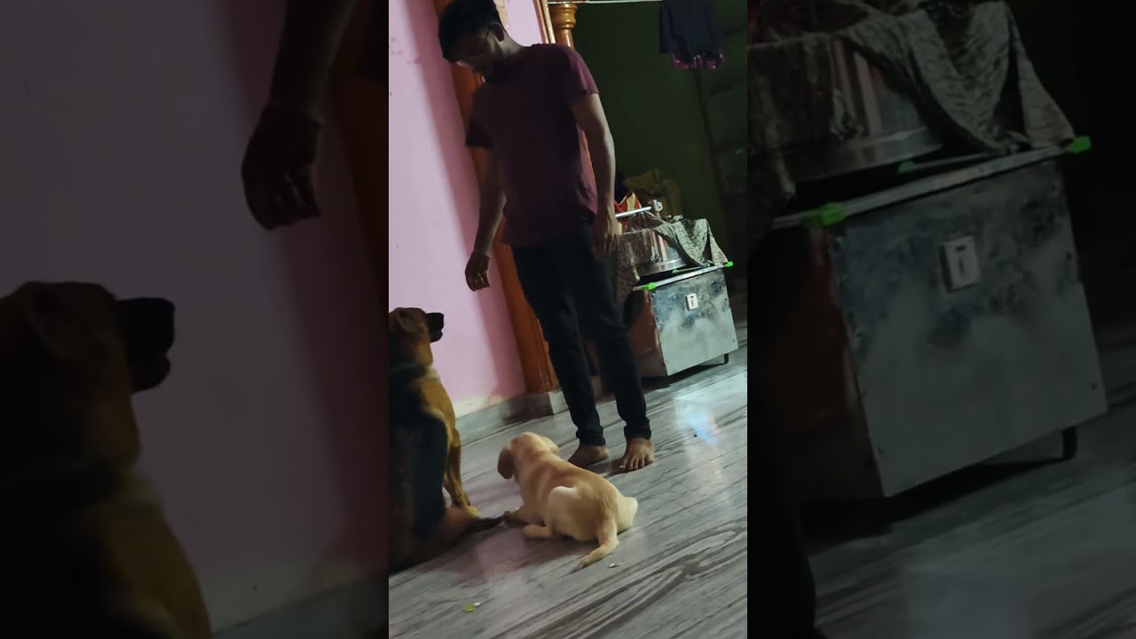 dog for sale phone number 6309554693