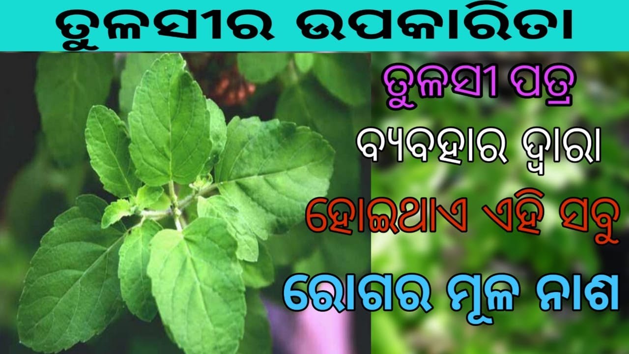 Benefits Of Tulsi Leaf || Tulasi patra ra upakarita || Health & Beauty Benefits of Tulsi in odia