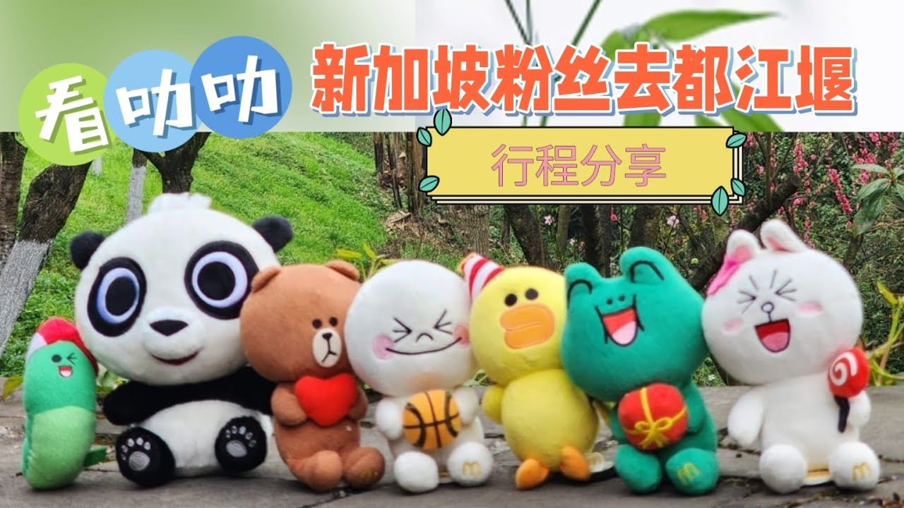 新加坡粉丝去中国都江堰看大熊猫叻叻，分享行程住宿交通入园贴士 Sporean visit giant panda Le Le in Dujiangyan China, share trip info