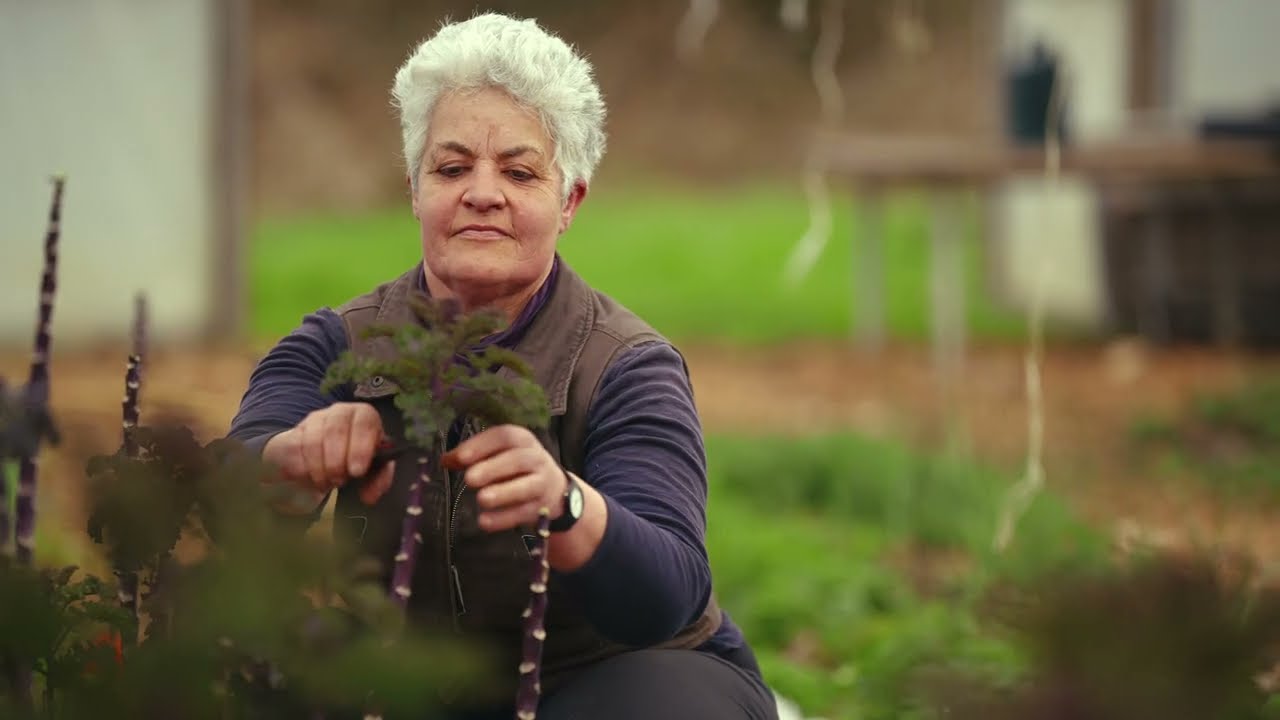 Soil in the City project - Affordable veg box scheme