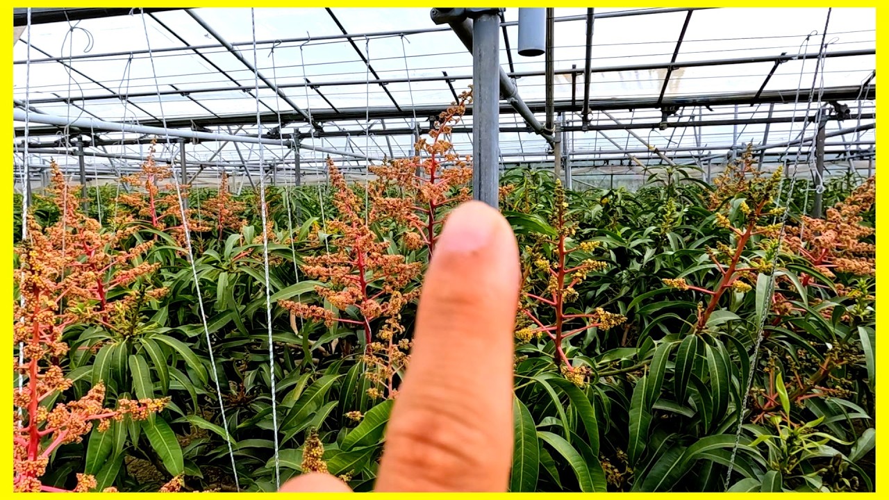 【いいたばる農園】2月中旬でマンゴーの花が開花しております！？