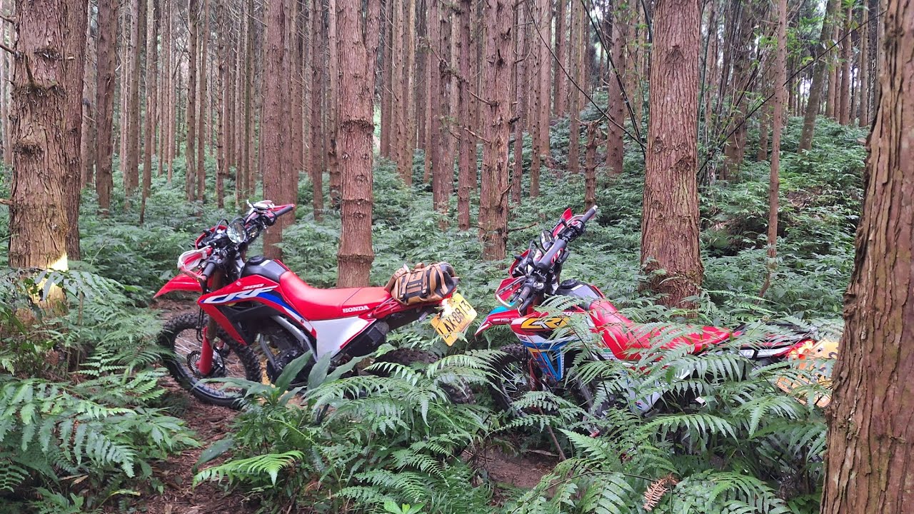 蓬萊林道滑滑樂 #crf300l #forest  #offroad 