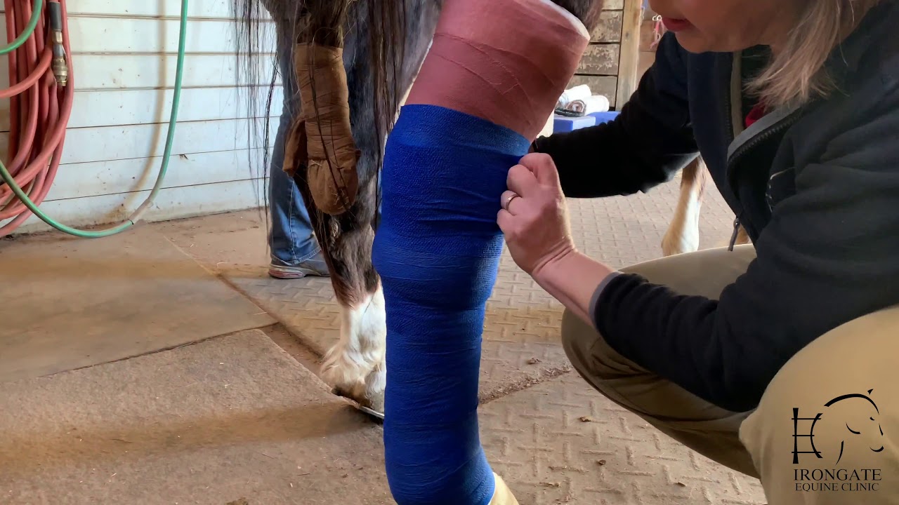 Full Limb Hind Leg Bandage