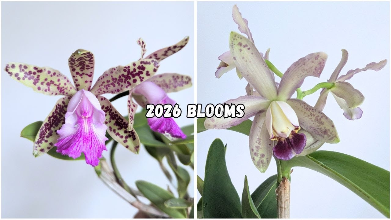 Самые потрясающие орхидеи в моей коллекции 🌸 (2026)