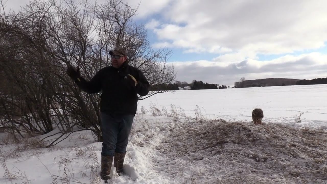 How to snare coyotes in farm fields- CATCH AND REMAKE
