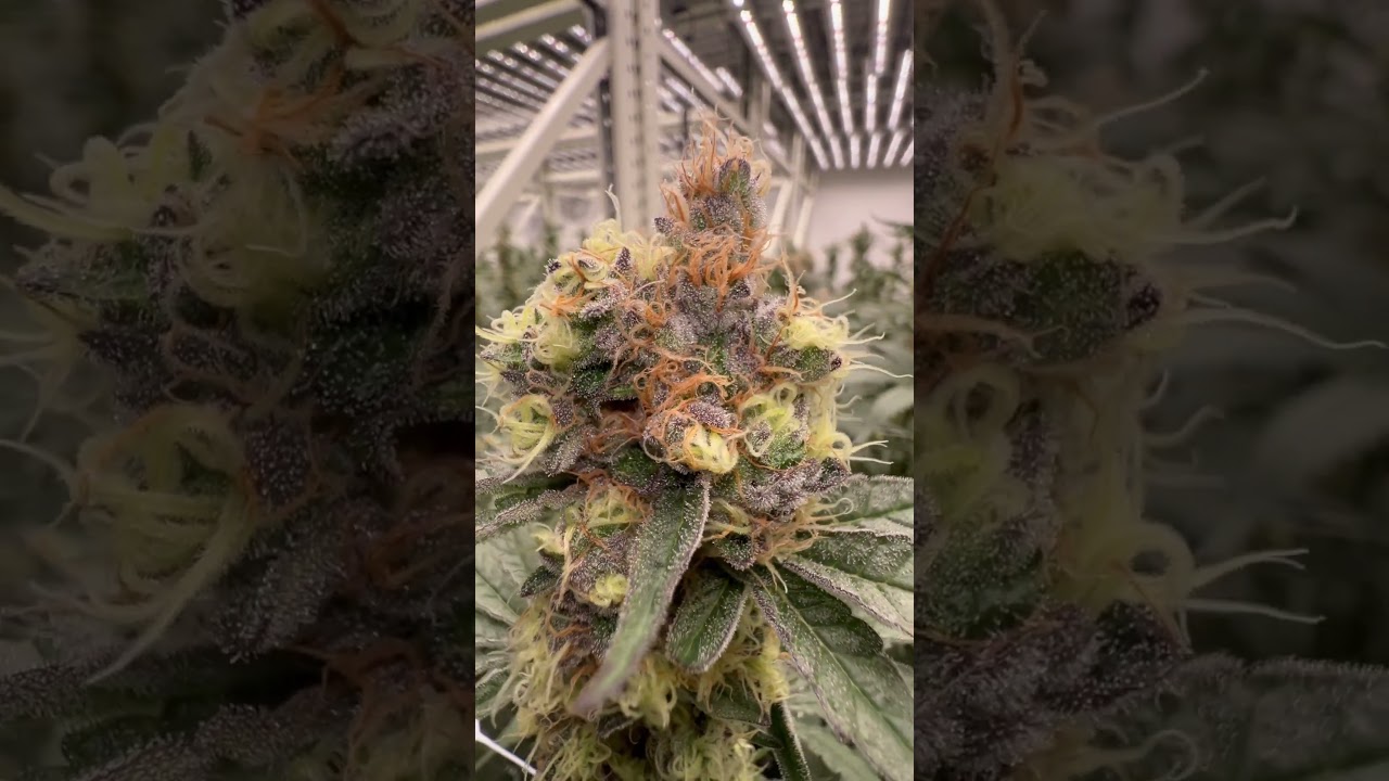 Strawberry Cheesecake