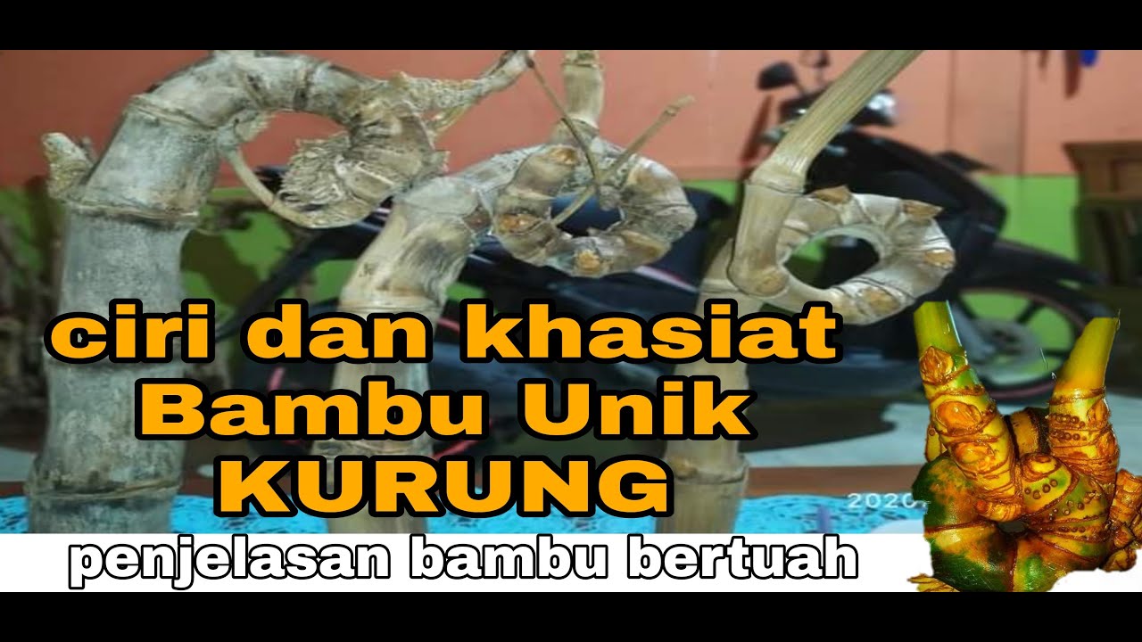 Bambu Unik Kurung, Raja pagar goib, Khasiat dan ciri bambu kurung