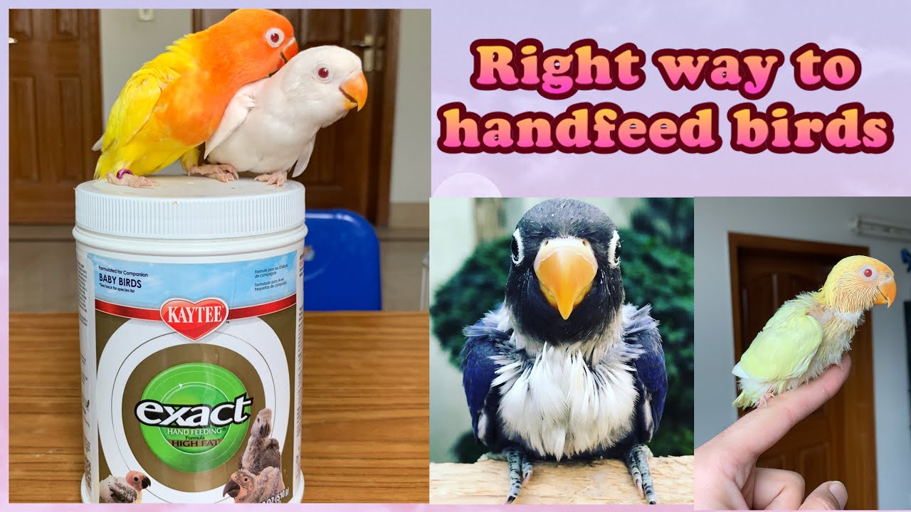 Hand Feeding Birds Professionally