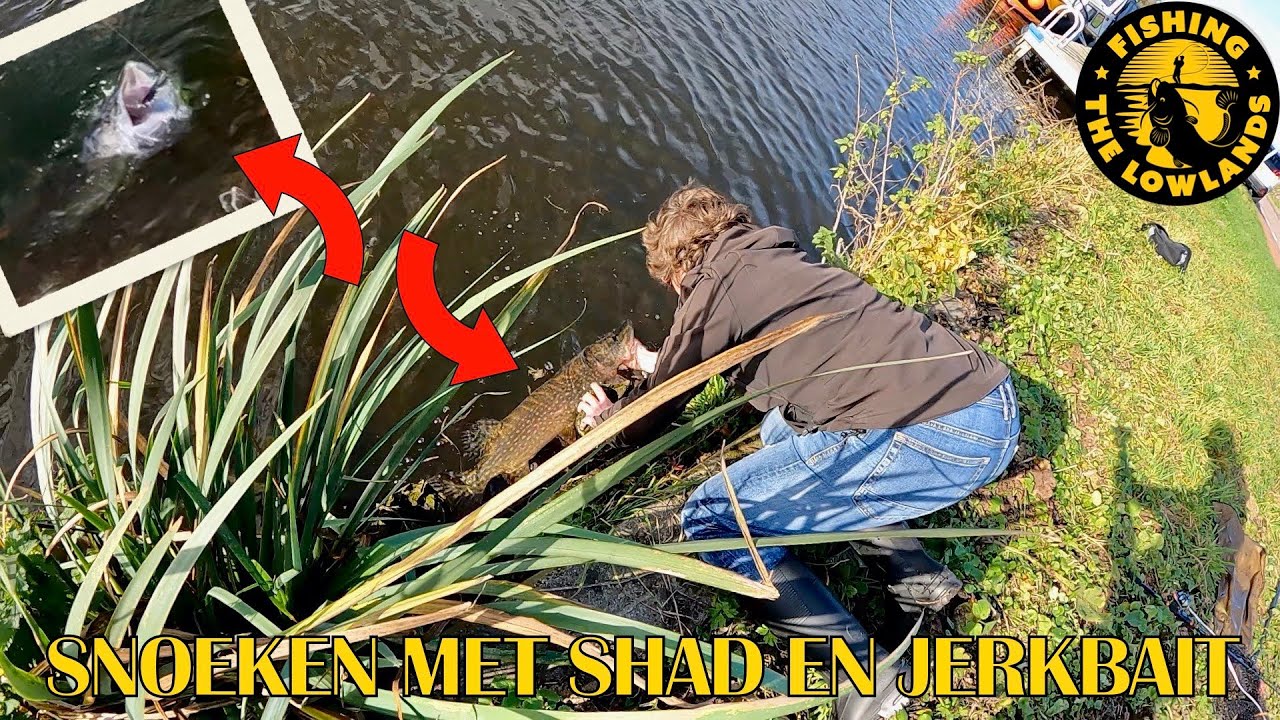 Snoeken vangen met Shad en JerkBait. FishVlog #184.