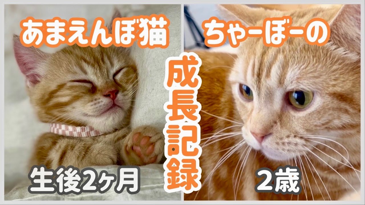 甘えんぼ猫ちゃーぼーの2年間の成長記録です！ #子猫 #マンチカン