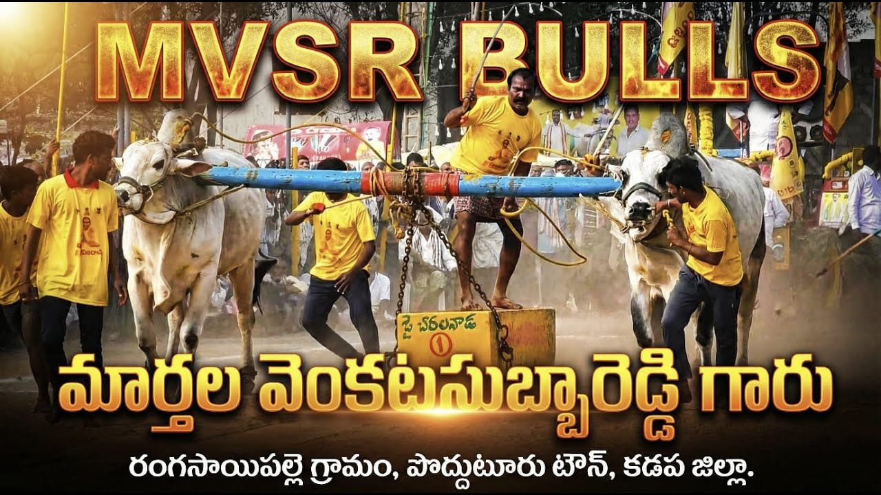 🚩10/2/26దొడ్లవాగు సీనియర్స్ 9జత MVSR BULLS మార్తల వెంకటసుబ్బారెడ్డి గారి దేవర భీముడు గిత్తలు 