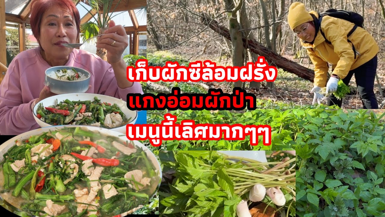 เก็บหอมป่าผักซีล้อมฝรั่งอ่อนๆงามๆ พร้อมเมนูแกงอ่อมหมูใส่ผักป่าเมนูนี้แซ่บๆ