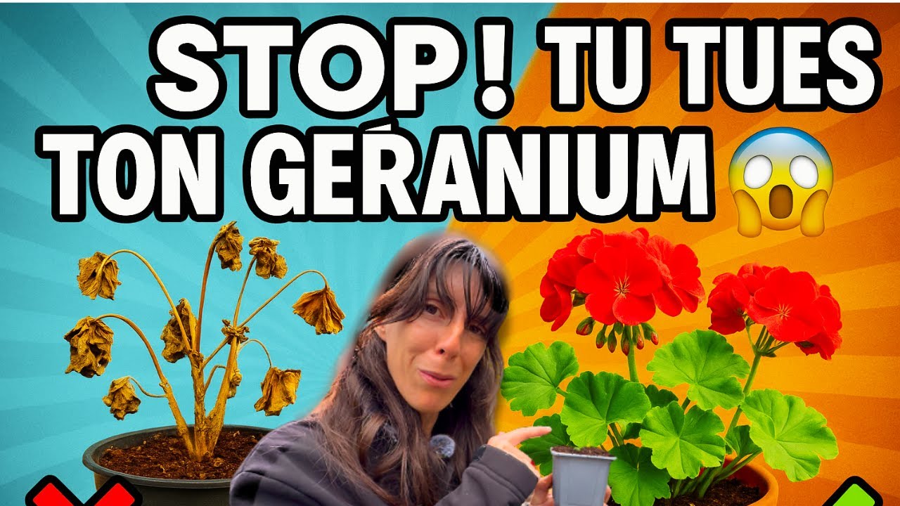 ❄️ Tu HIVERNES MAL tes GÉRANIUMS ! 😱 Voici comment faire VRAIMENT (par une horticultrice pro)