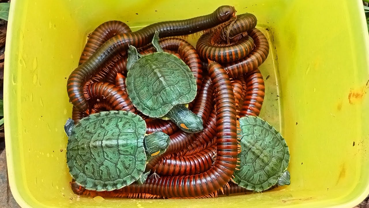 Hunting Big Millipede, Baby Turtle - Berburu hewan lucu Luwing kaki seribu, Anak kura kura lucu