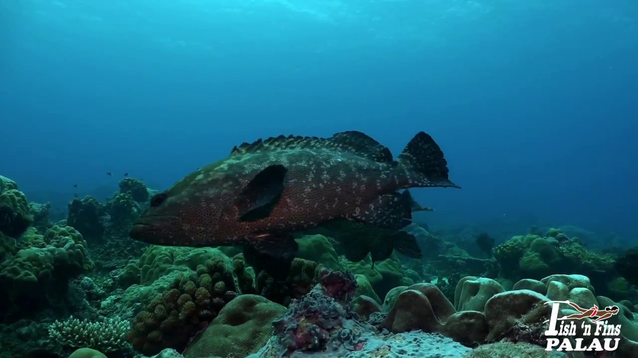 Ulong Channel one of Palau's Gems