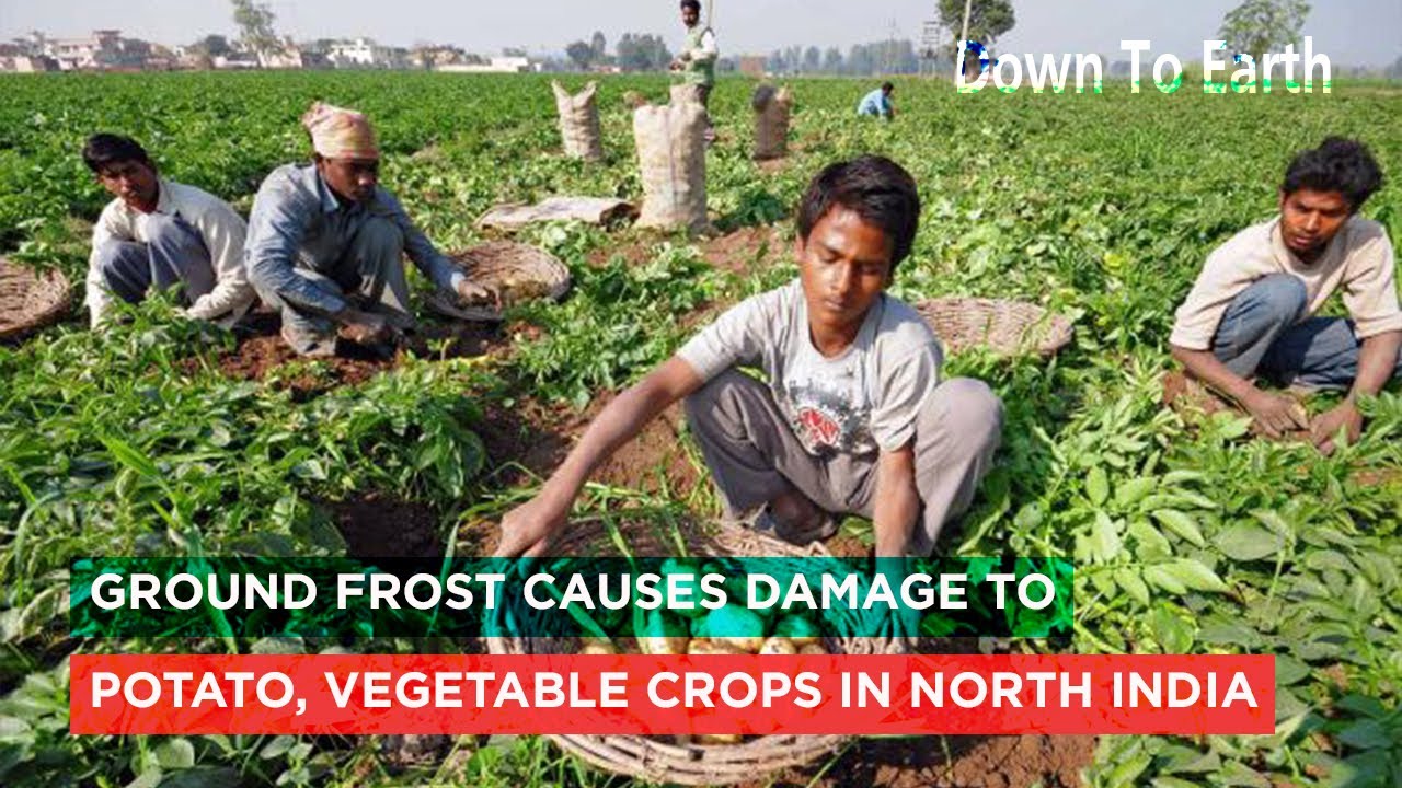 Ground frost causes damage to potato, vegetable crops in North India