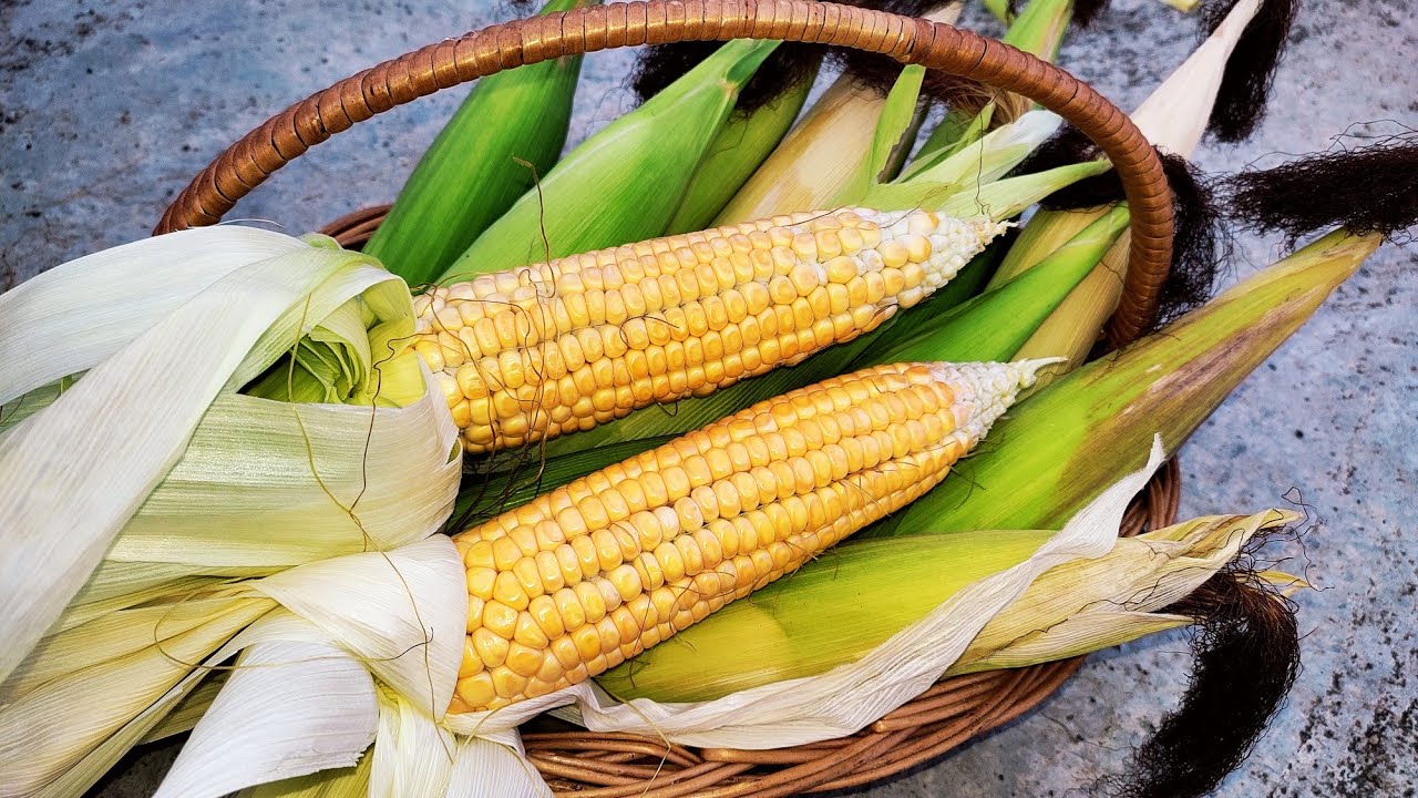 Steamed corn/popcorn/corn recipe/easy corn recipe/home made popcorn/corn/terrace garden corn