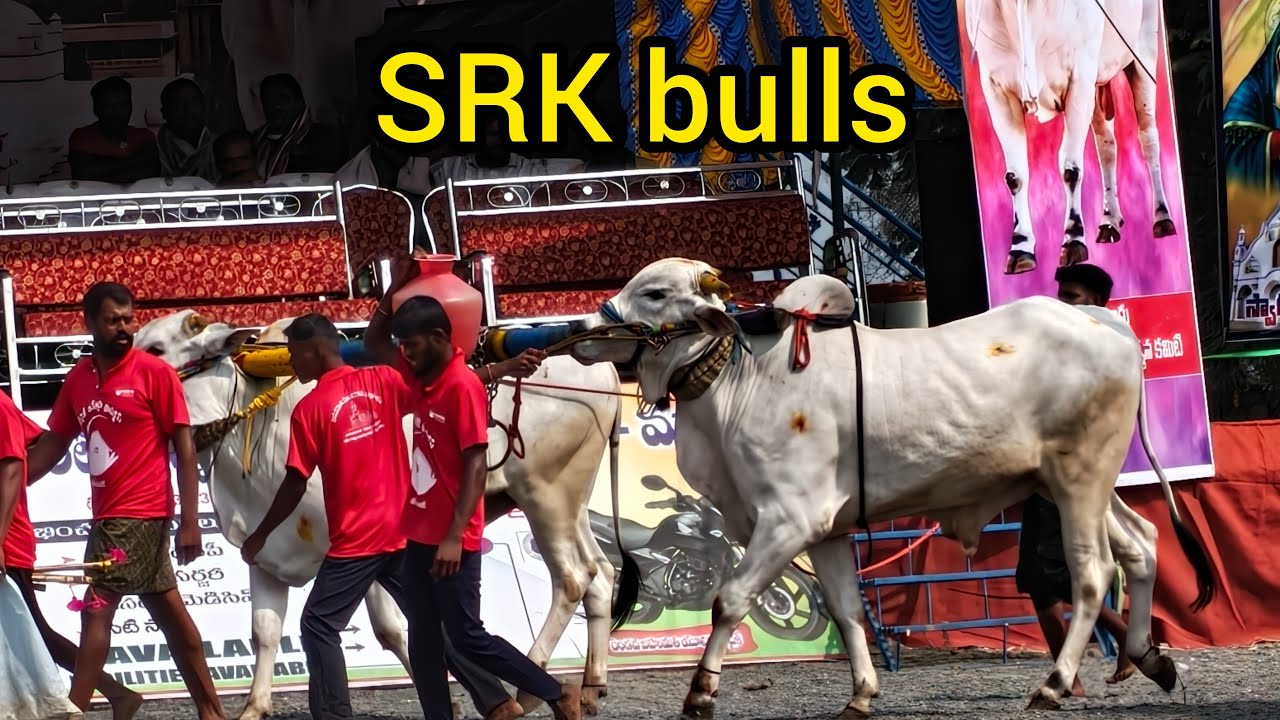 రెంటచింతల రెండు పళ్ళు 2జత.SRK.Bulls శివరామకృష్ణ గారు వెల్లటూరు గ్రామం పల్లె ఉప్పునూతల మండలం
