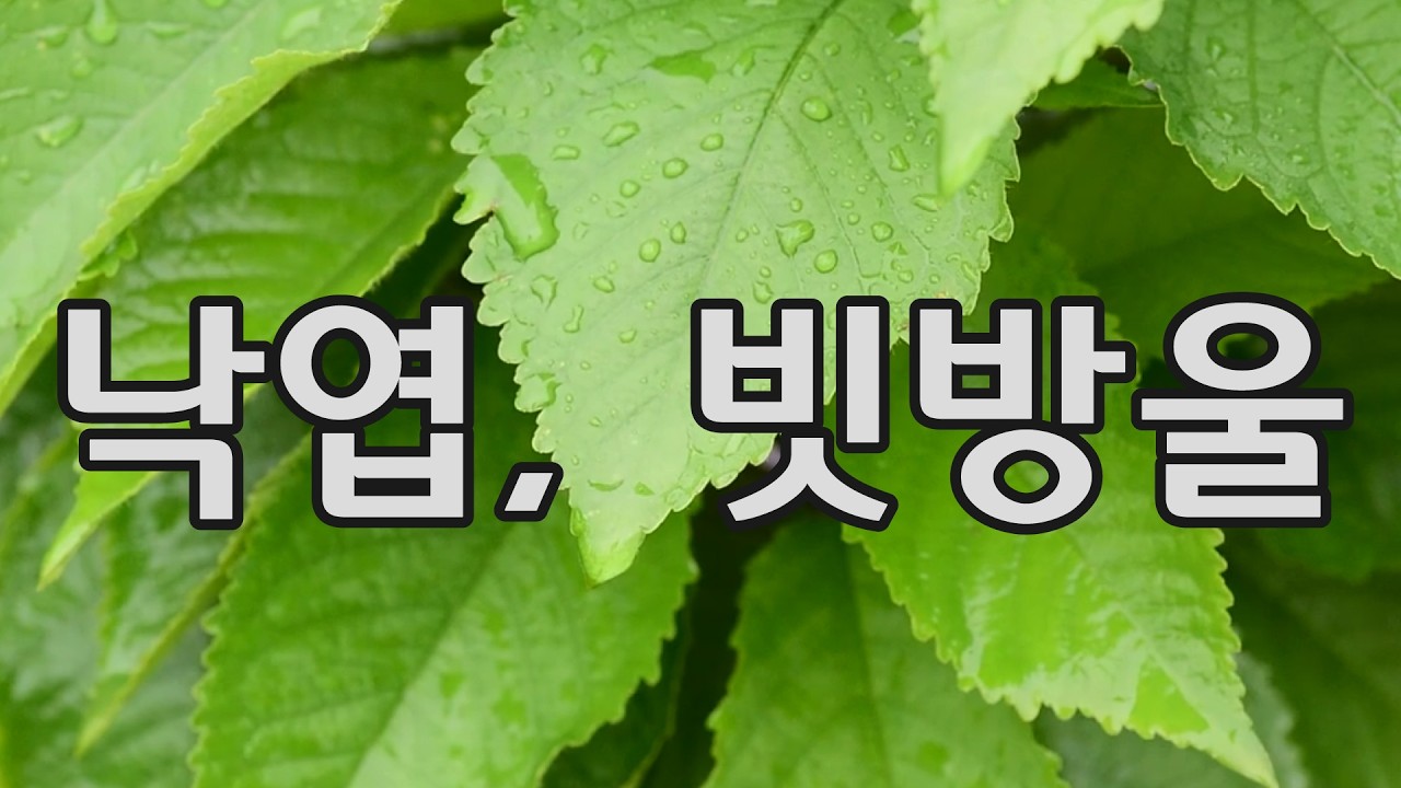 (빗소리 7시간)다닥거리며 나뭇잎에 떨어지는 내마음을 감싸주는 빗방울소리