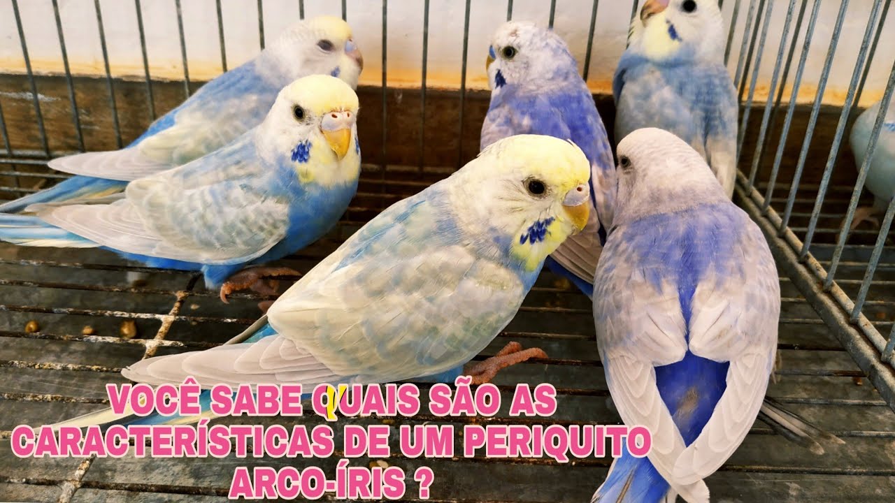 Novos filhotes de periquitos arco-íris 🌈🌈