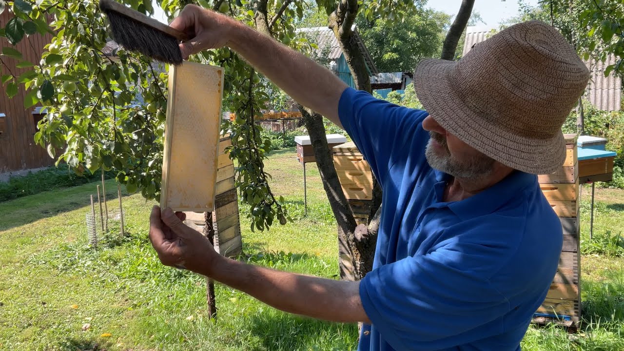 Щільниковий мед. Beekeeping (16.08.2025 р.)