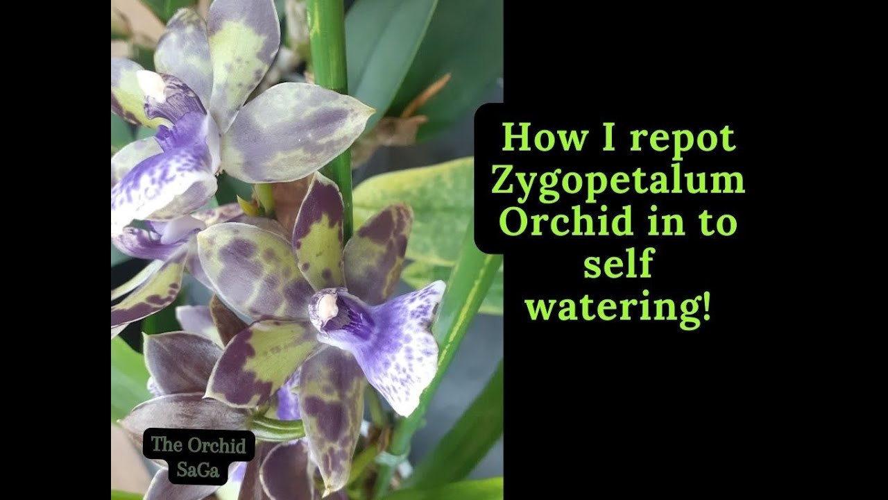 How I repot Zygopetalum orchids in to self watering!