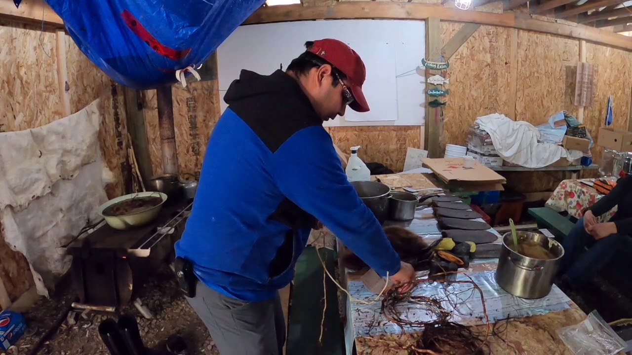 spruce root splitting