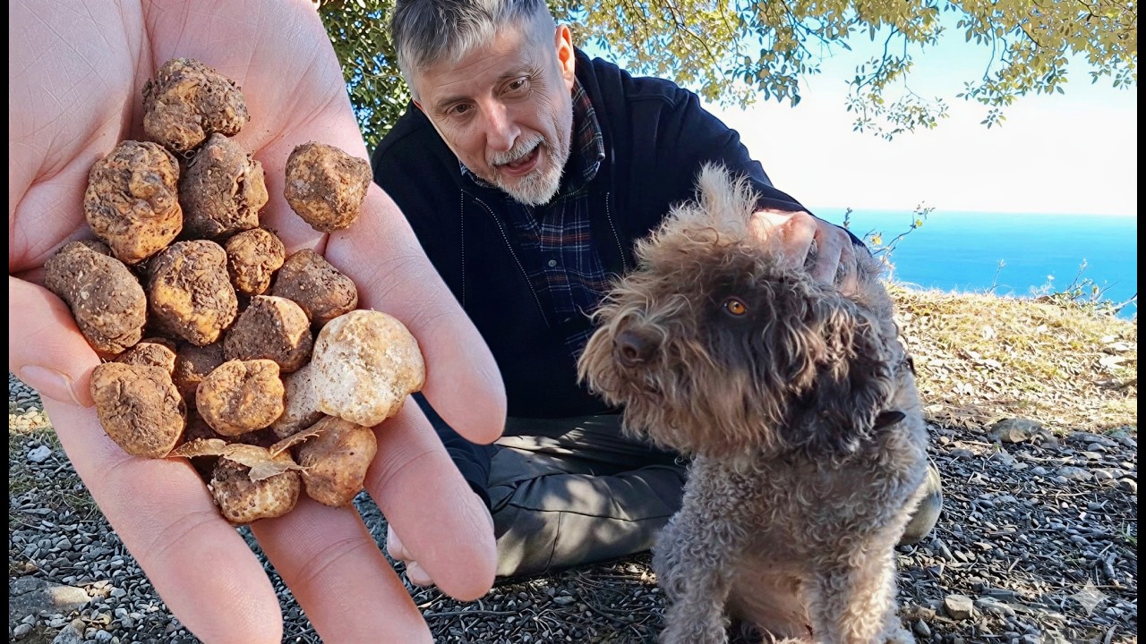 TARTUFO BIANCHETTO 2026: ARCHIE CONTRO I CINGHIALI IN LIGURIA!