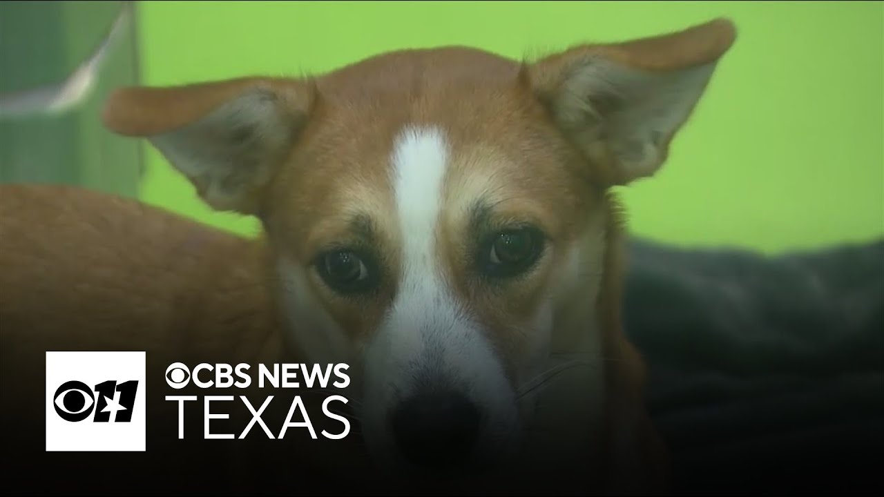 Free adoptions offered at Dallas Animal Services amid overcrowding, looming repairs