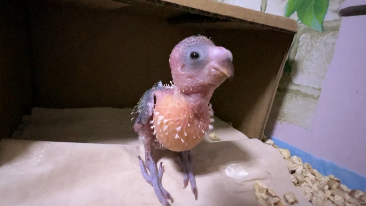 零天手养鹦鹉小伙子24-25天：十天前它还只能躺着，现在都会攀爬了，终于有点鸟的样子了【一只小皮皮呀】
