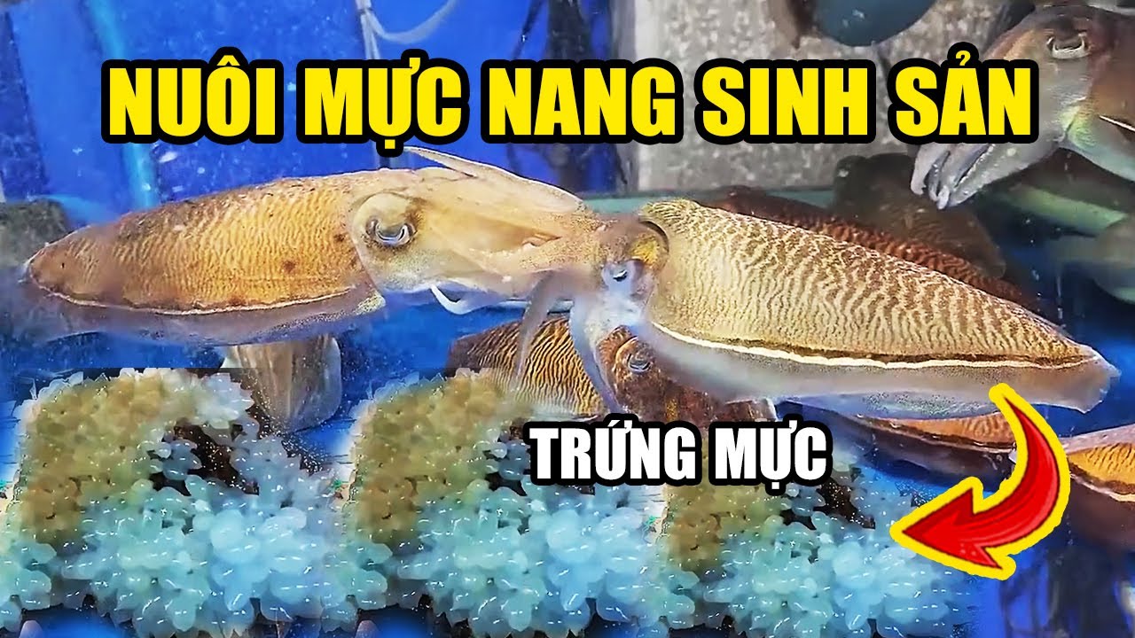 Review Nu&ocirc;i MỰC NANG Cao Sản Mang Lại LỢI NHUẬN CAO