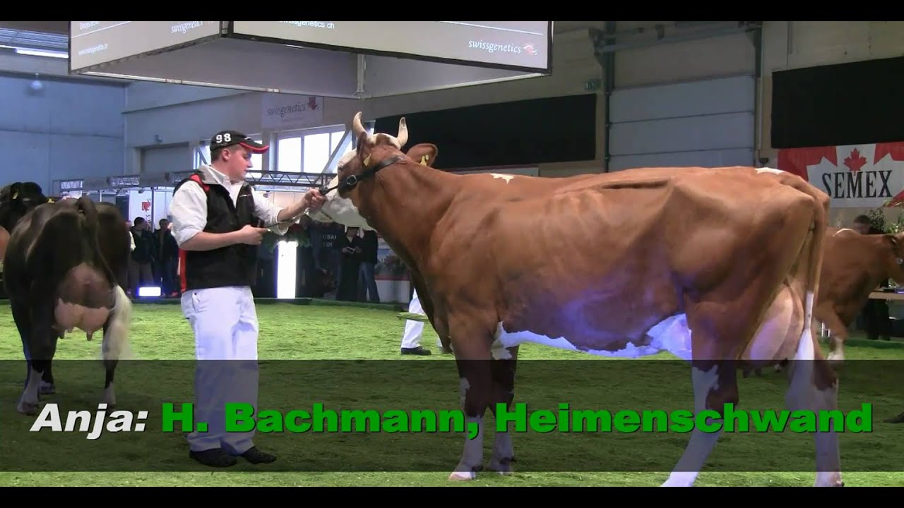 Nachzuchtgruppe SF Stier Beny