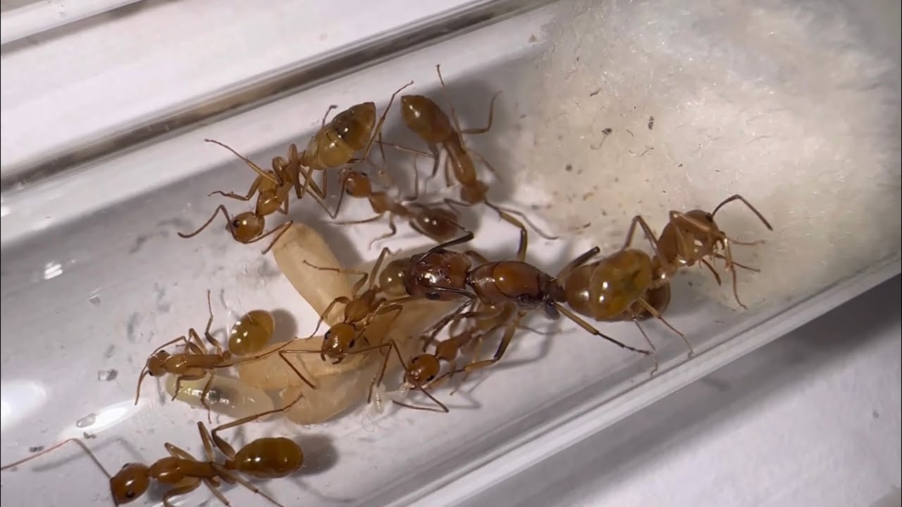 Ich zeige euch 10 Camponotus ohne Winterruhe! | Ameisenarten im Vergleich 03