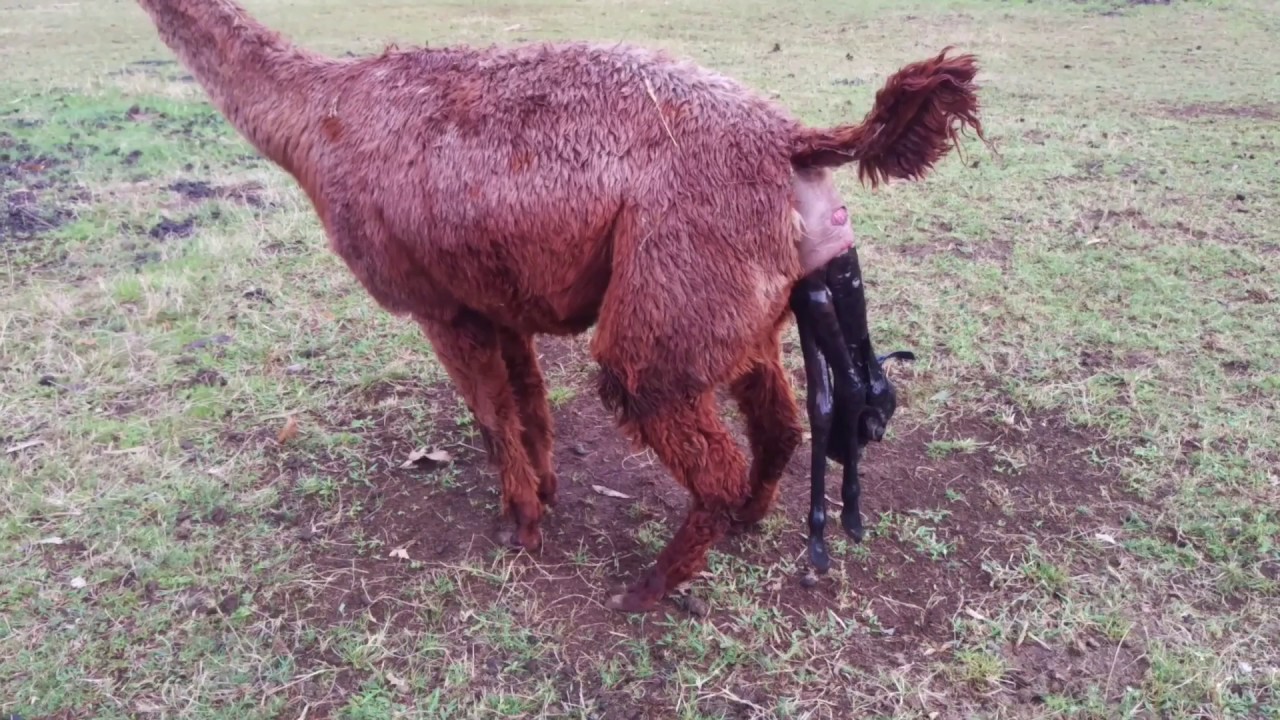 Alpaca cria birth - Boolaroo Frodo