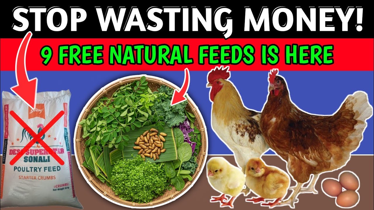 9 Free NATURAL CHICKEN FEED: Increase Profit😍| Backyard Chicken Keeping | Natural Feed For Chickens