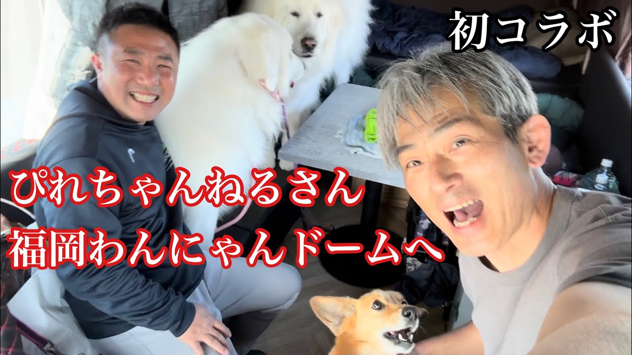 YouTuberぴれちゃんねるさんとコラボ！グレートピレニーズ超大型犬🐶【本舗なっか】