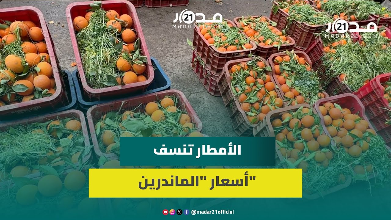 الأمطار تفسد محصول “الماندرين” وتربك حركة البيع بأسواق الجملة