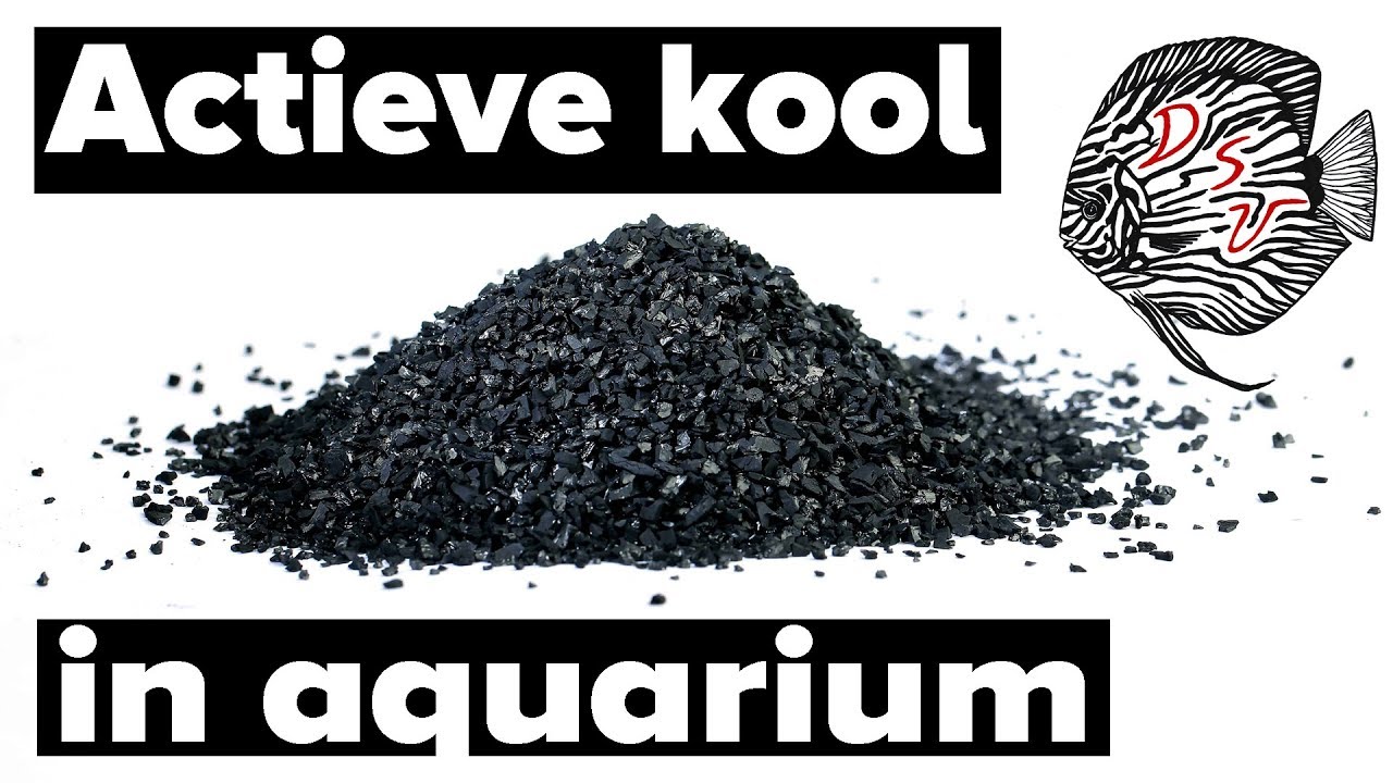 Actieve kool in aquarium filter: DOEN of NIET DOEN? | Aquarium Sunshine Valley
