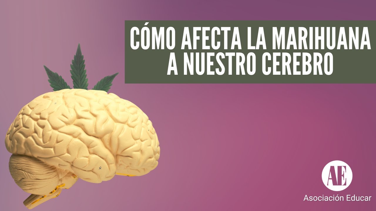CÓMO AFECTA LA MARIHUANA A NUESTRO CEREBRO