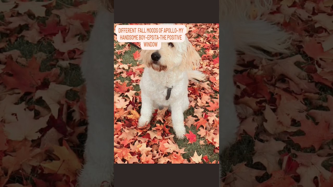 Who's This Handsome Boy? Different Fall Moods of Apollo #shorts #puppyshorts #puppylove #fall2022