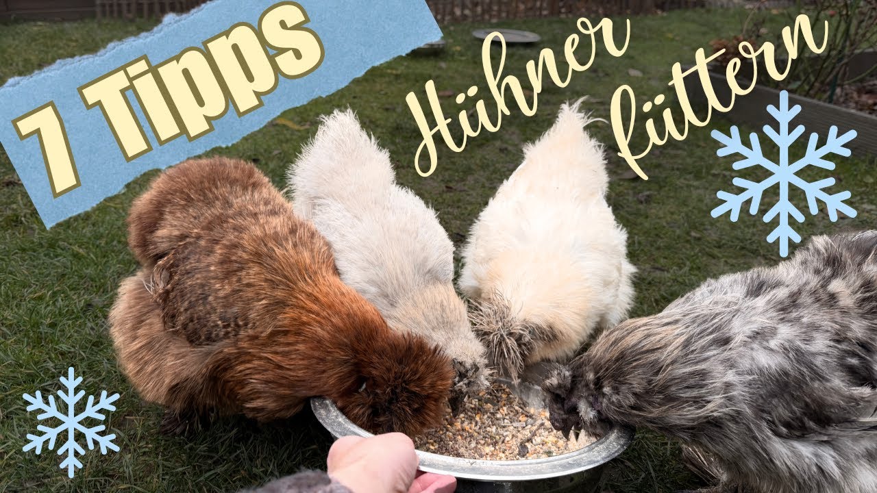 Hühner im Winter füttern 🐓❄️ Wie du Nährstoffmängel vermeidest
